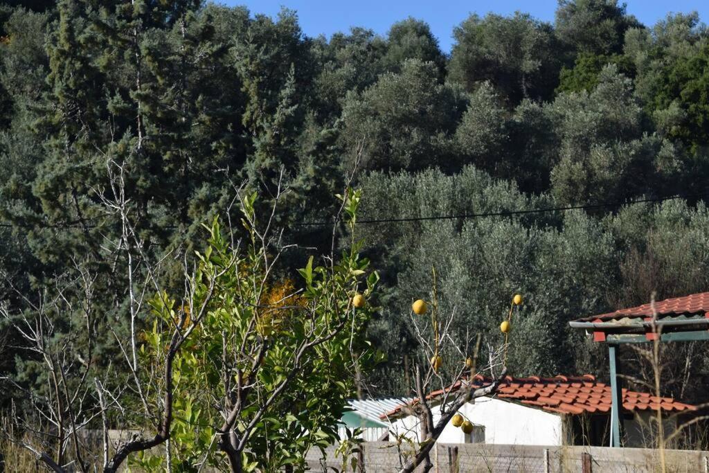 Ολόκληρος Όροφος Αγροτική Οικία Lejlighed Néos Pírgos Eksteriør billede